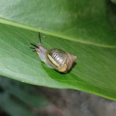 Simpulopsis