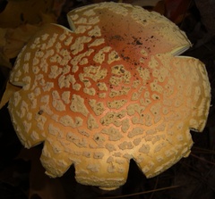 Amanita muscaria guessowii