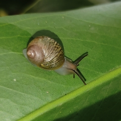 Simpulopsis