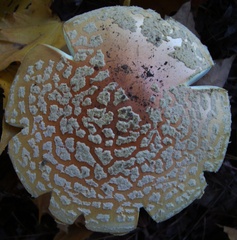 Amanita muscaria guessowii