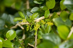 Canthium spinosum