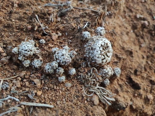 Orostachys thyrsiflora