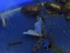 Trigrammia quadrinotaria