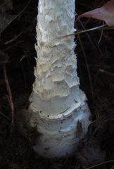 Amanita muscaria guessowii