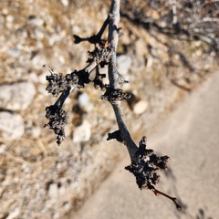 Prosopis glandulosa