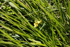 Chamaecrista mimosoides