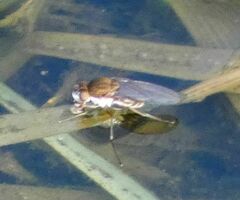 Brachydeutera argentata