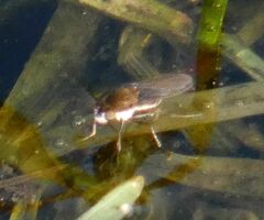 Brachydeutera argentata