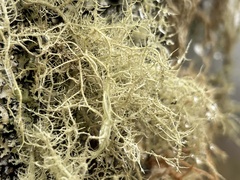 Usnea longissima