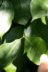 Chionanthus peglerae