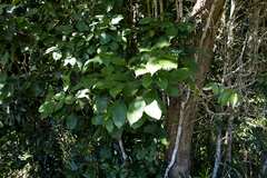 Chionanthus peglerae