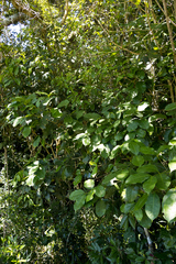 Chionanthus peglerae