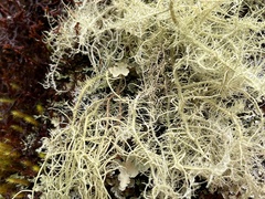 Usnea longissima