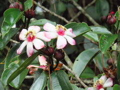 Blakea quadrangularis