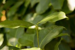 Chionanthus peglerae