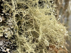 Usnea longissima