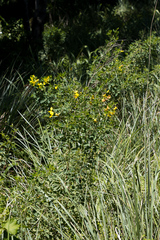 Crotalaria macrocarpa