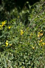 Crotalaria macrocarpa