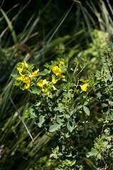Crotalaria macrocarpa