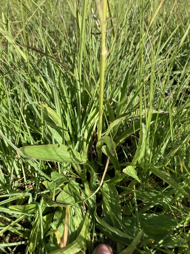 Valeriana capensis image
