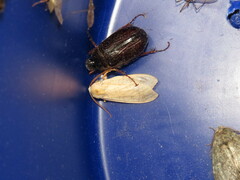 Halysidota tessellaris