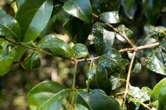 Cryptocarya natalensis