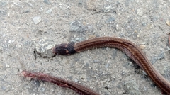 Tantilla melanocephala