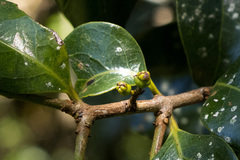 Cryptocarya natalensis