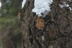 Phellinus abietis