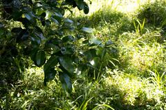 Cryptocarya natalensis