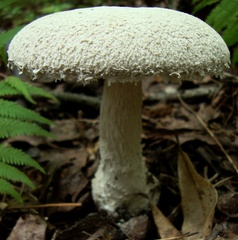 Amanitina