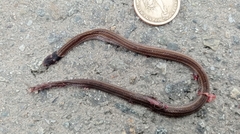 Tantilla melanocephala