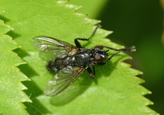 Phyllomya volvulus