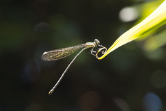 Allocnemis leucosticta