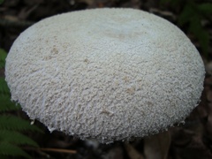 Amanitina