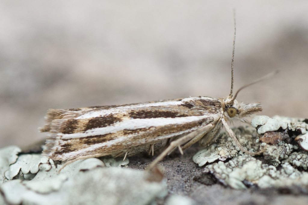 Orocrambus corruptus