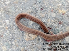 Tantilla melanocephala