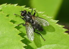 Phyllomya volvulus
