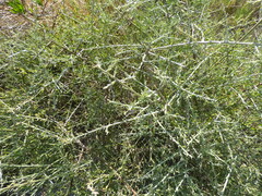 Cyclolepis genistoides