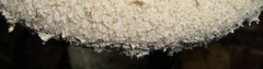 Amanitina
