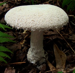 Amanitina