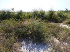 Cyclolepis genistoides