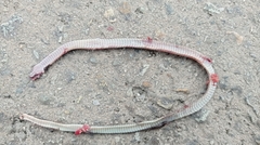 Tantilla melanocephala