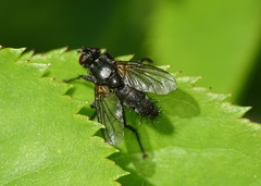 Phyllomya volvulus