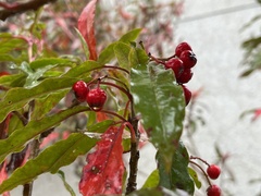 Photinia niitakayamensis