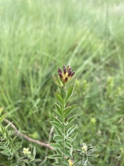 Gnidia gymnostachya