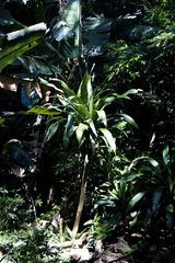 Dracaena aletriformis