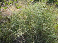 Cyclolepis genistoides