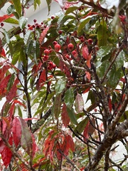 Photinia niitakayamensis