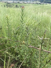 Gnidia gymnostachya